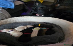 German Shepherd dogs for sale: Amazing german shepherd puppies for rehousing  - Advert 4