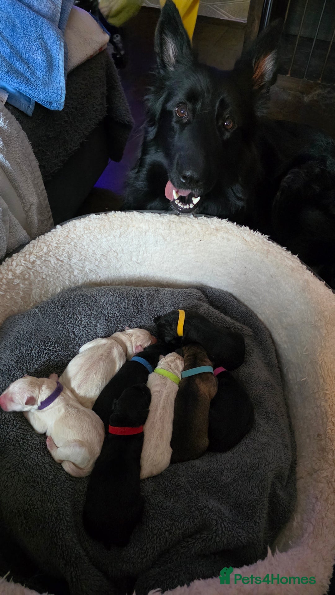 German Shepherd dogs for sale: Amazing german shepherd puppies for rehousing  - Advert 4