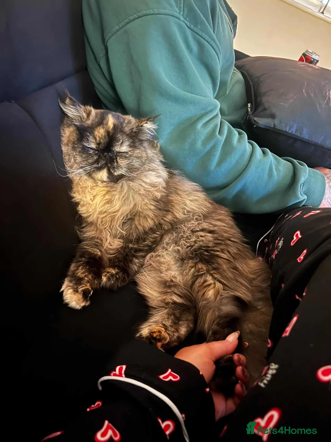 Persian cats for stud: Persian for STUD ONLY - Advert 2