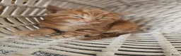 Mixed Breed cats for sale: Stunning long hair kittens, rare coat colours 😽  - Advert 4