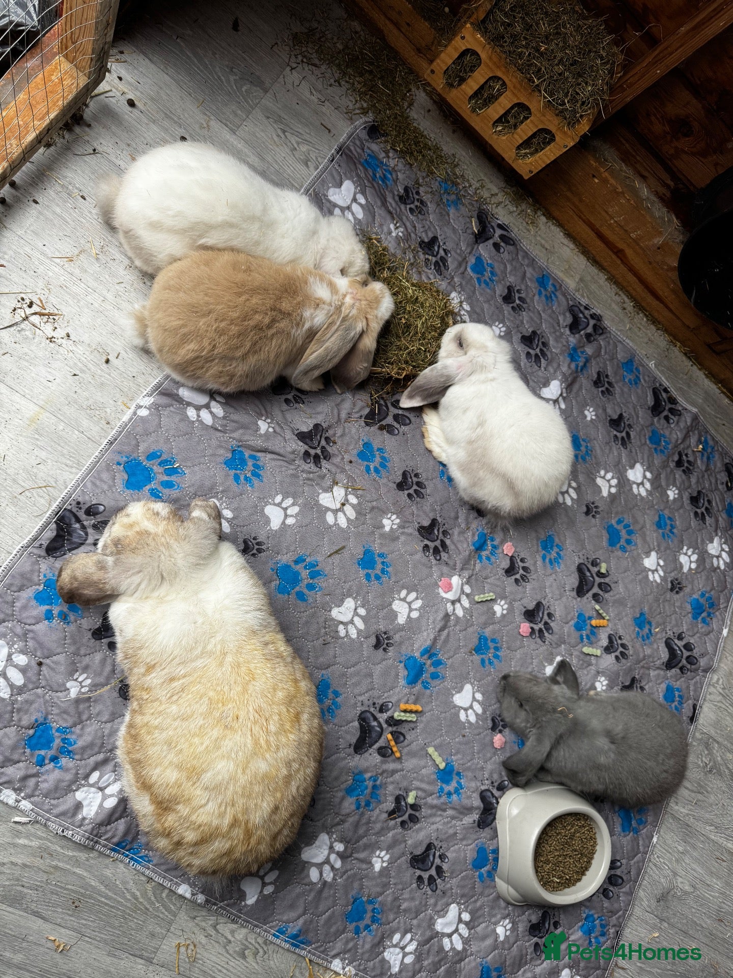French Lop rabbits 🩷 French Lop Kits ready to leave 🩷 - Advert 2