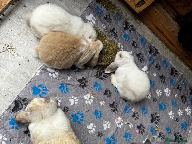 French Lop rabbits 🩷 French Lop Kits ready to leave 🩷 - Advert 2
