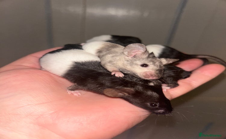 Mouse rodents - Advert 2