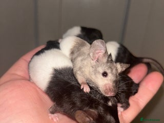 Mouse rodents - Advert 5