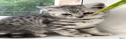 British Shorthair cats for sale: British Shorthair Classic Silver Tabby/Spotted - Advert 11