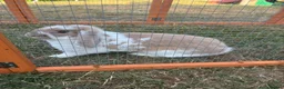 Mini Lion Lop rabbits for sale: Female Rabbit  - Advert 2