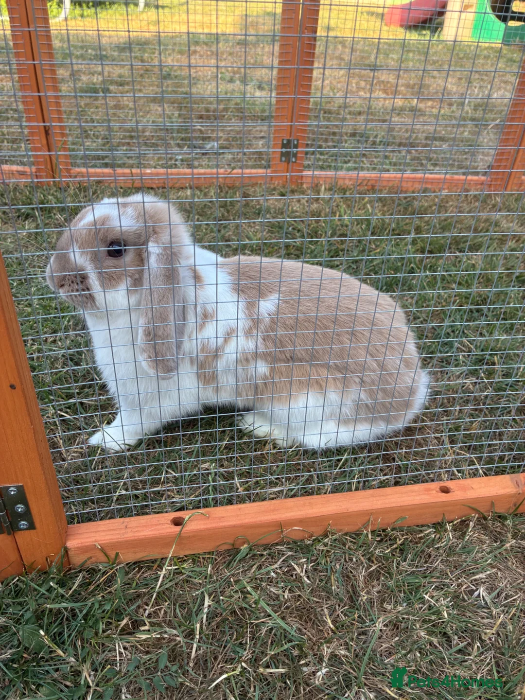 Mini Lion Lop rabbits for sale: Female Rabbit  - Advert 2