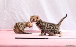 Bengal cats for sale: 🔥Absolute stunning Bengals for reservation🔥 - Image 11