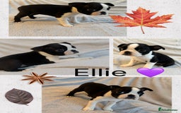 Boston Terrier dogs for sale: Beautiful Boston Terrier Puppies  - Image 9