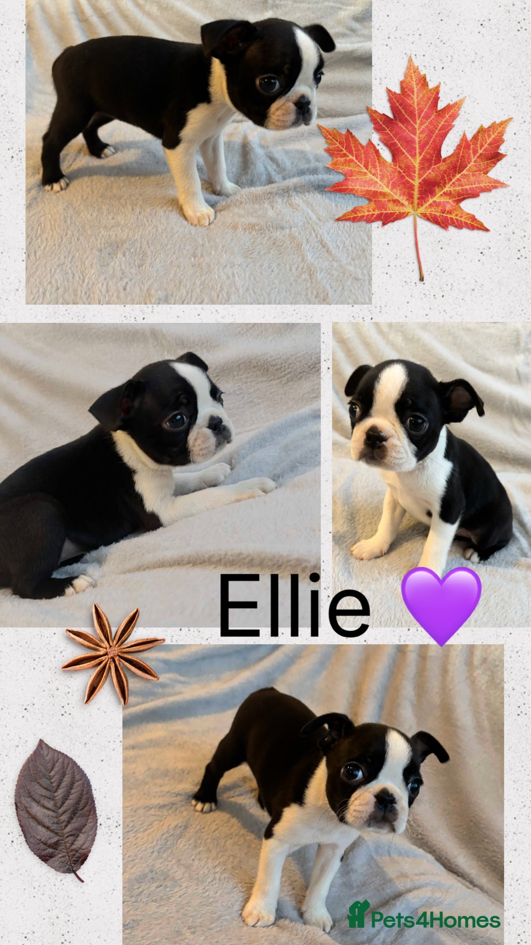 Boston Terrier dogs for sale: Beautiful Boston Terrier Puppies  - Image 9