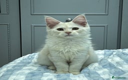 Maine Coon cats for sale: 2 maine coon kittens💕 - Image 7