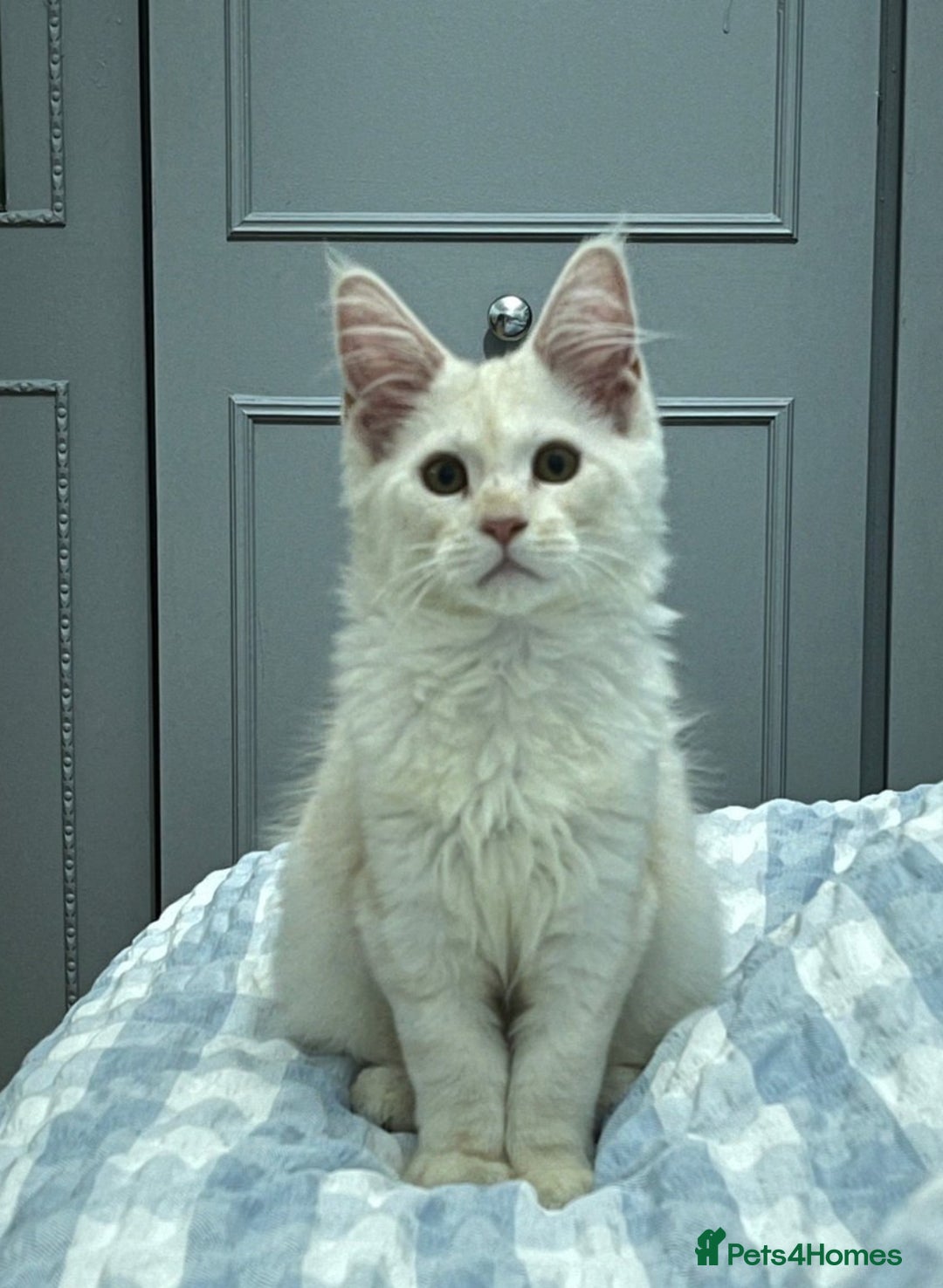 Maine Coon cats for sale: 2 maine coon kittens💕 - Image 7