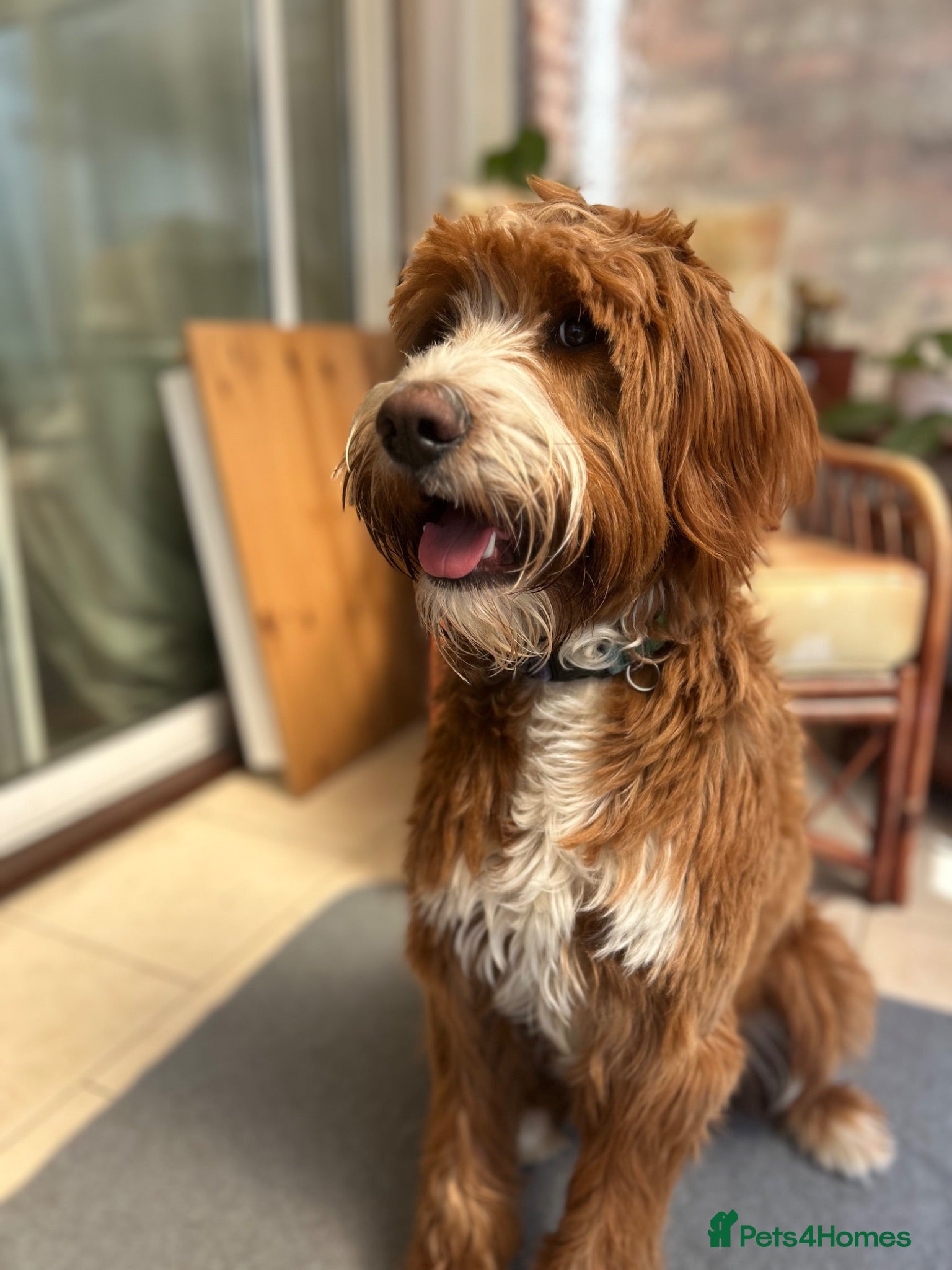 Labradoodle dogs     Beautiful Labradoodle Needs Loving Home - Advert 1