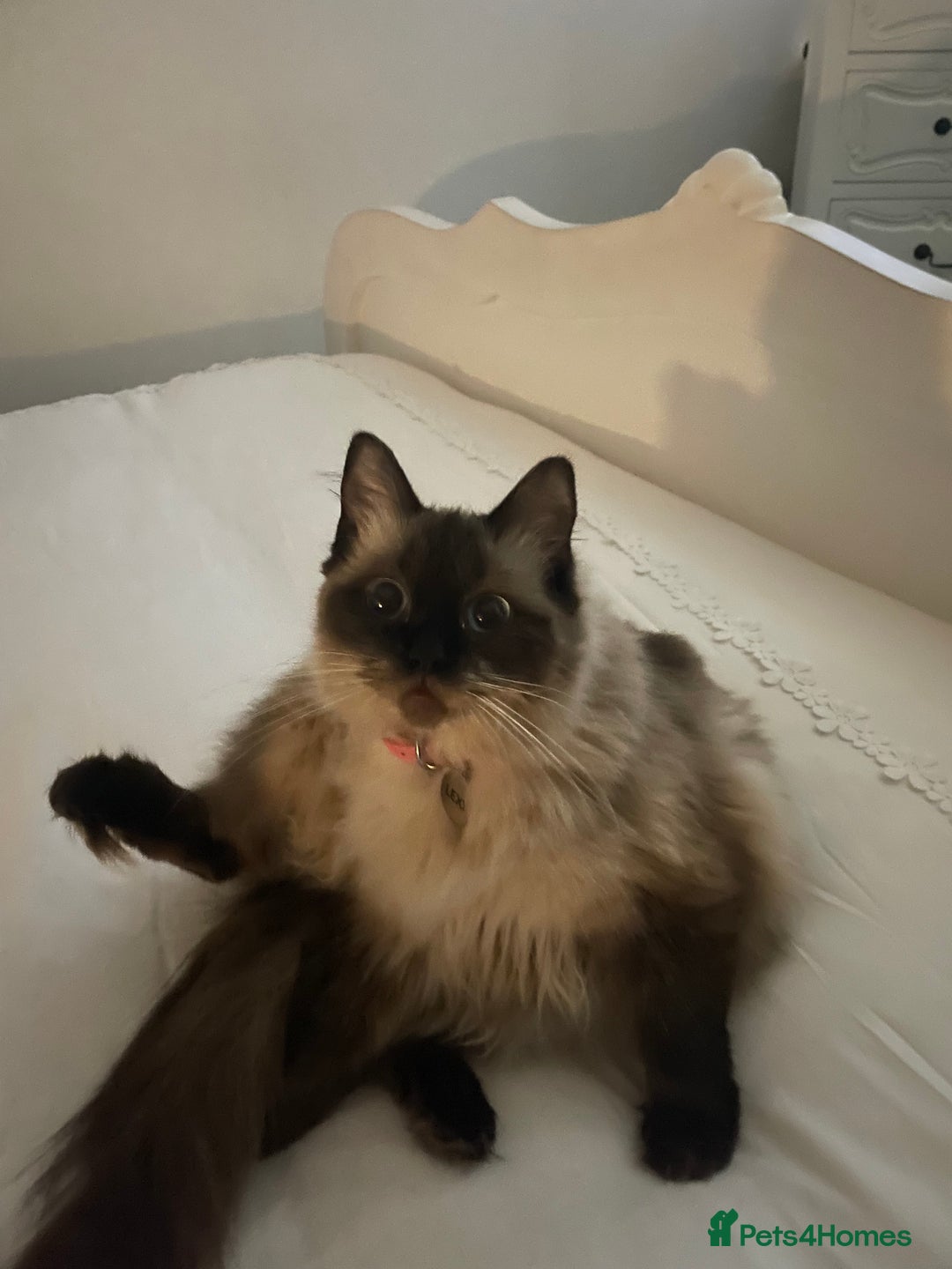 Ragdoll cats for sale: Ragdoll Female - Image 3