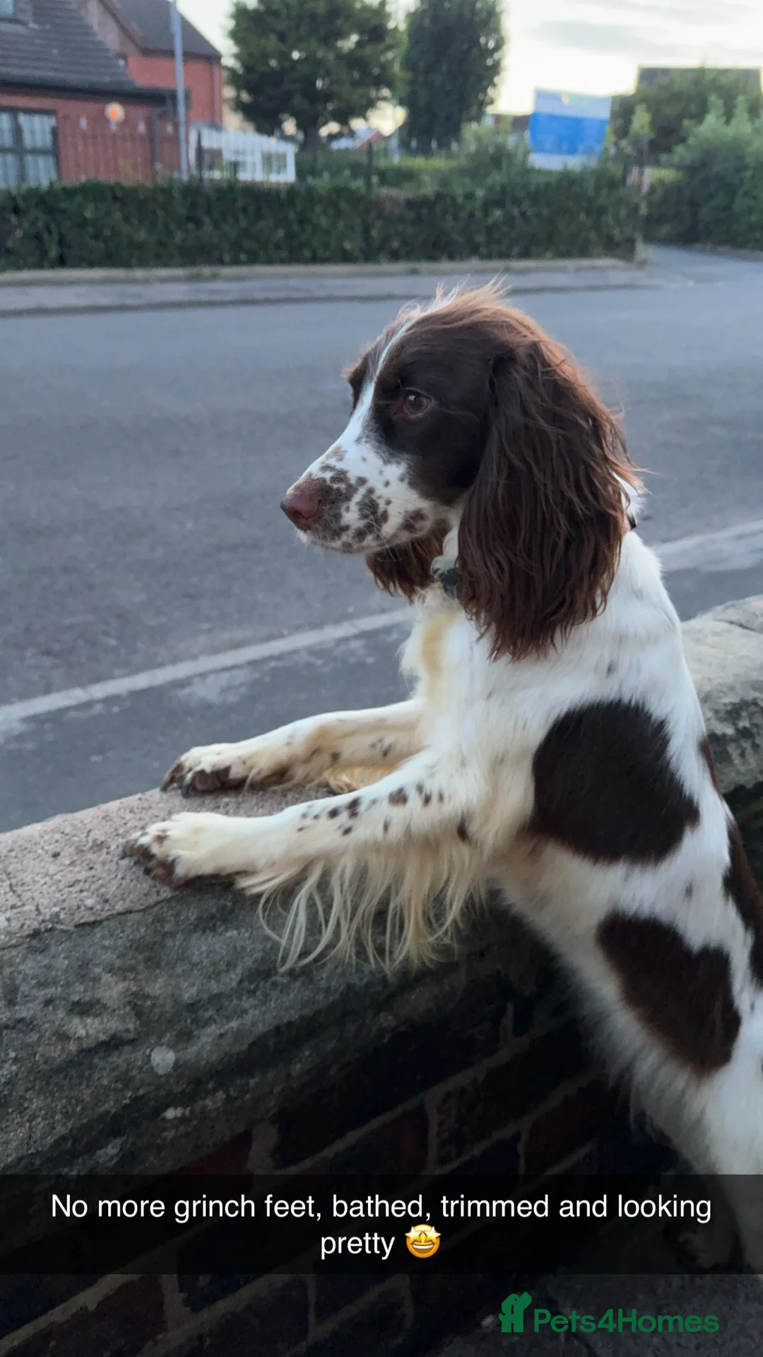 Cocker Spaniel dogs for sale: 3year old Cocker spaniel  - Advert 6