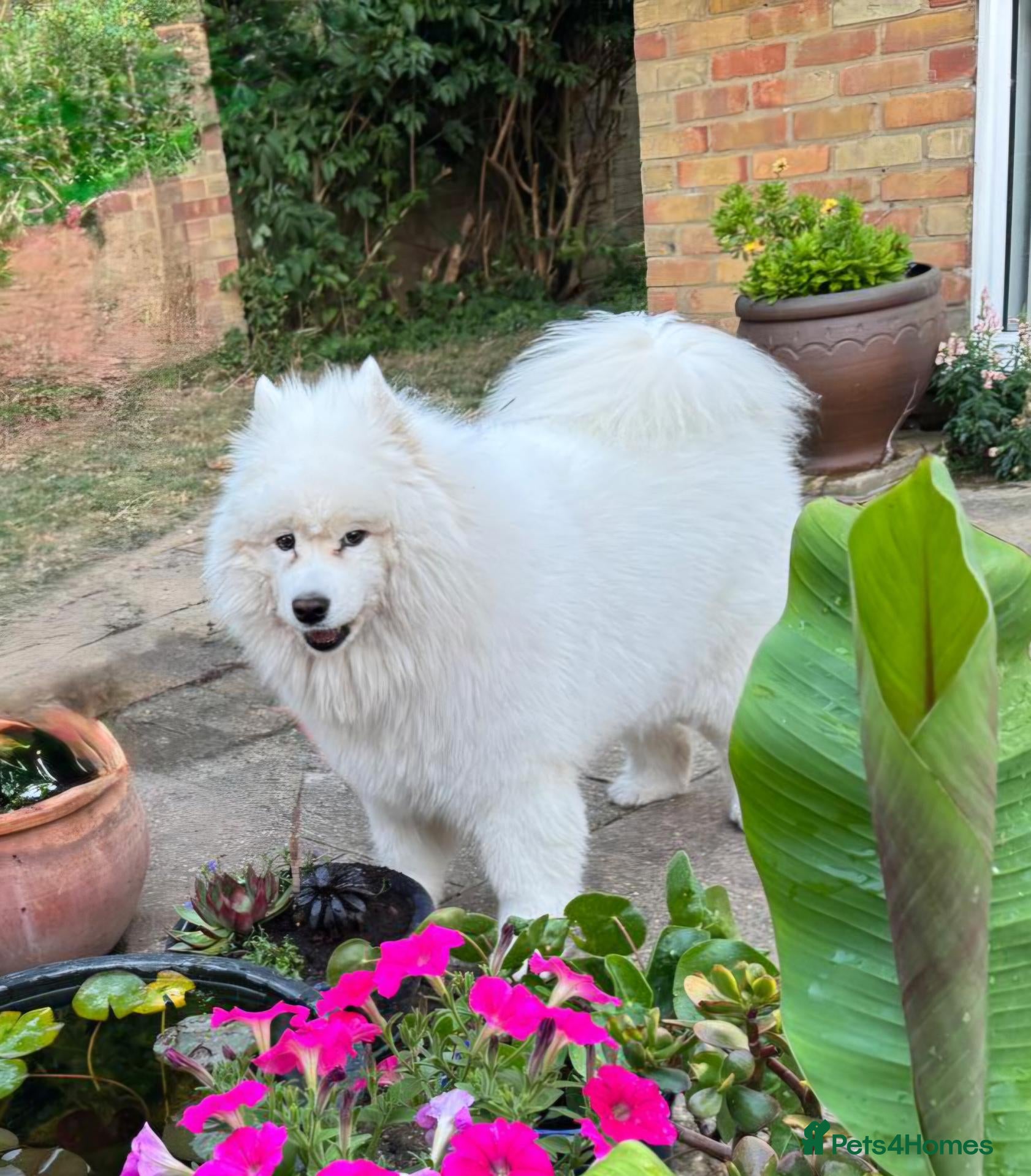 Samoyed dogs Loving Home Wanted for a 9-Year-Old Female Samoyed - Advert 2