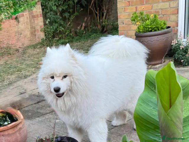 Samoyed dogs Loving Home Wanted for a 9-Year-Old Female Samoyed - Advert 2