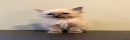 Ragdoll cats for sale: Ragdoll female kitten READY NOW - Advert 8