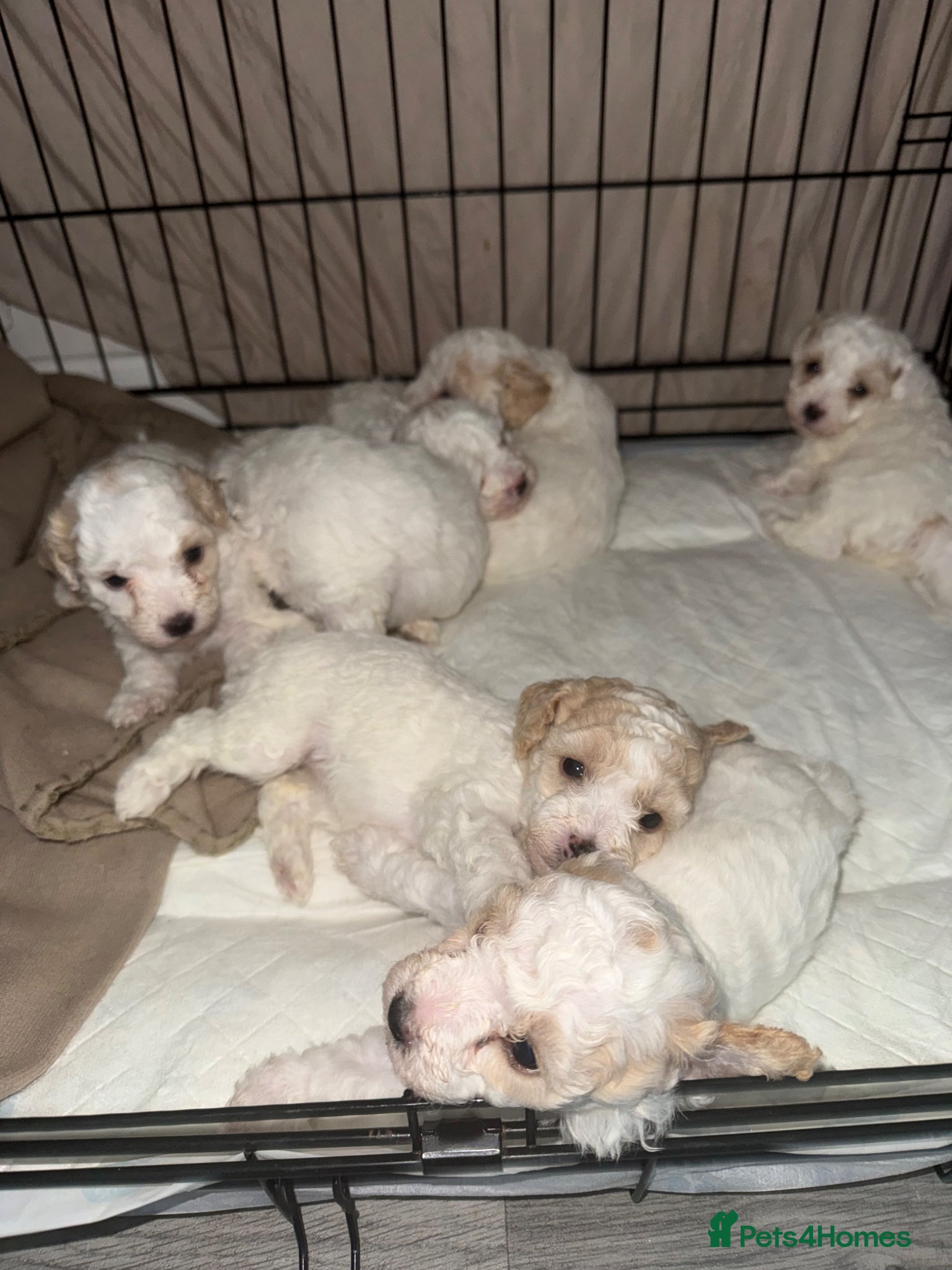 Poochon dogs 7x poochons puppies - Advert 8