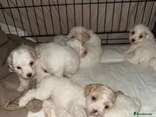 Poochon dogs 7x poochons puppies - Advert 8
