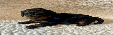 Cavapoo Puppy 2