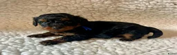 Cavapoo dogs for sale: Amazing Quality f1b Toy Cavapoo babies  - Advert 14