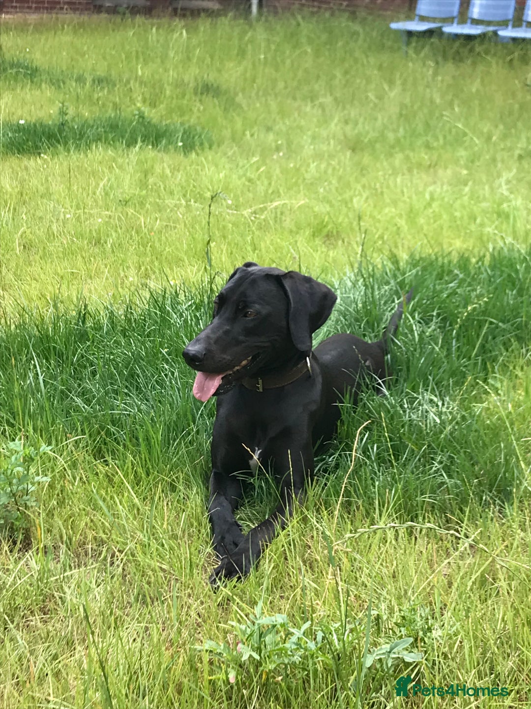 Mixed Breed dogs for sale: Loving energetic dog - Image 5