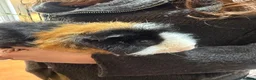 Guinea Pig rodents for sale: Tri colour teddy Guinea pig. - Advert 2
