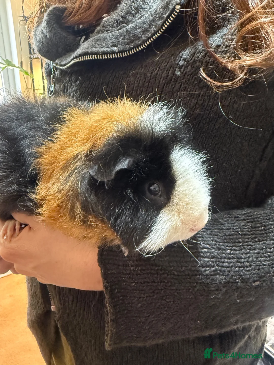Guinea Pig rodents for sale: Tri colour teddy Guinea pig. - Advert 2