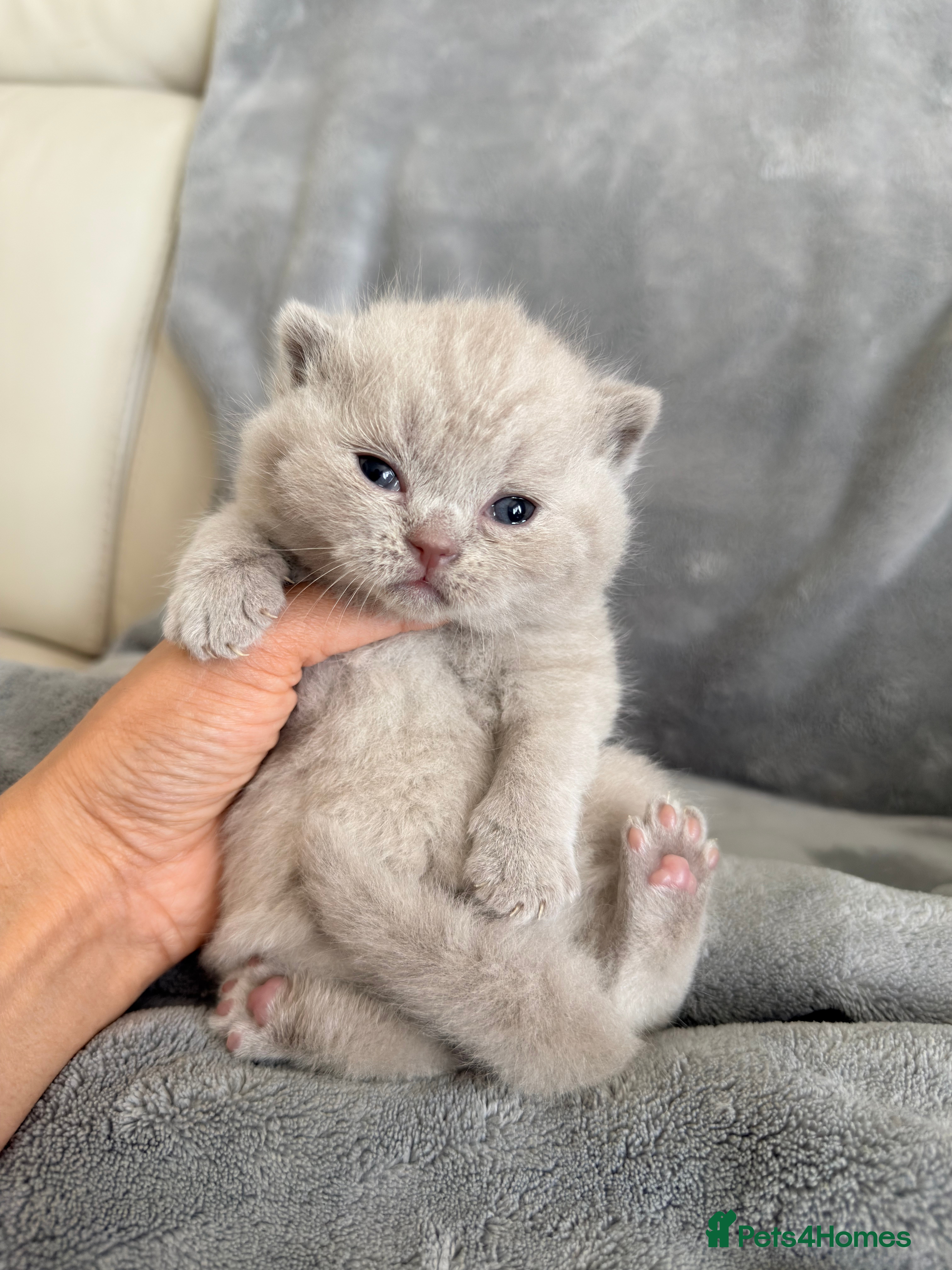 British Shorthair cats for sale: Cute British Shorthair Kittens – Pet Homes Only 💛 - Advert 7
