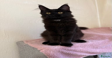 Maine Coon cats Pedigree GCCF Russian Import line Maine Coons - Advert 8