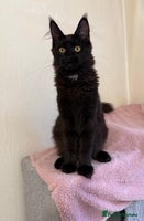 Maine Coon cats Pedigree GCCF Russian Import line Maine Coons - Advert 8