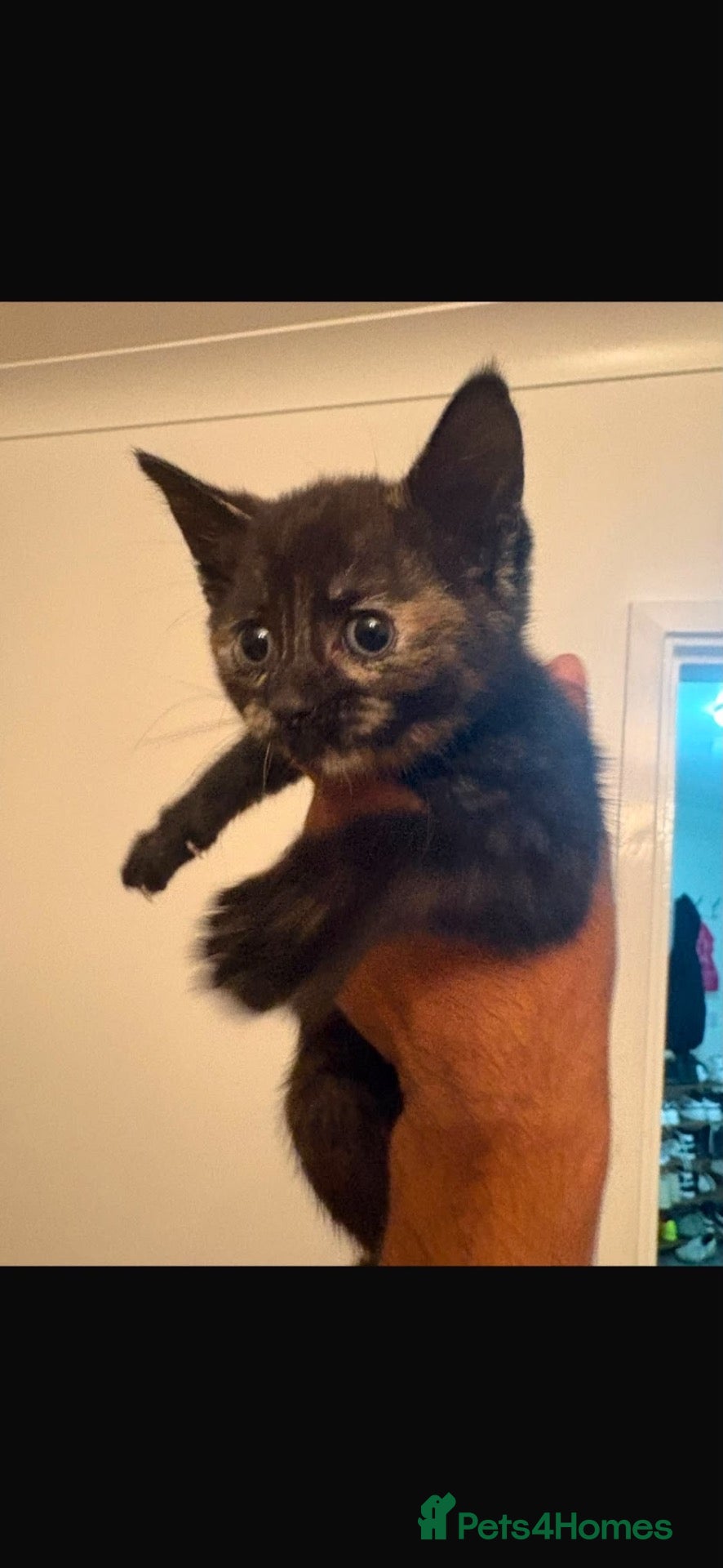 Domestic Shorthair cats kitten for free  - Advert 11