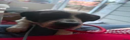 Mixed Breed dogs for adoption: Lola - Norwich Norfolk  in Norwich - Advert 3