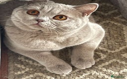 British Shorthair cats for sale: Rehoming Our Precious British Shorthair Cats - Advert 13