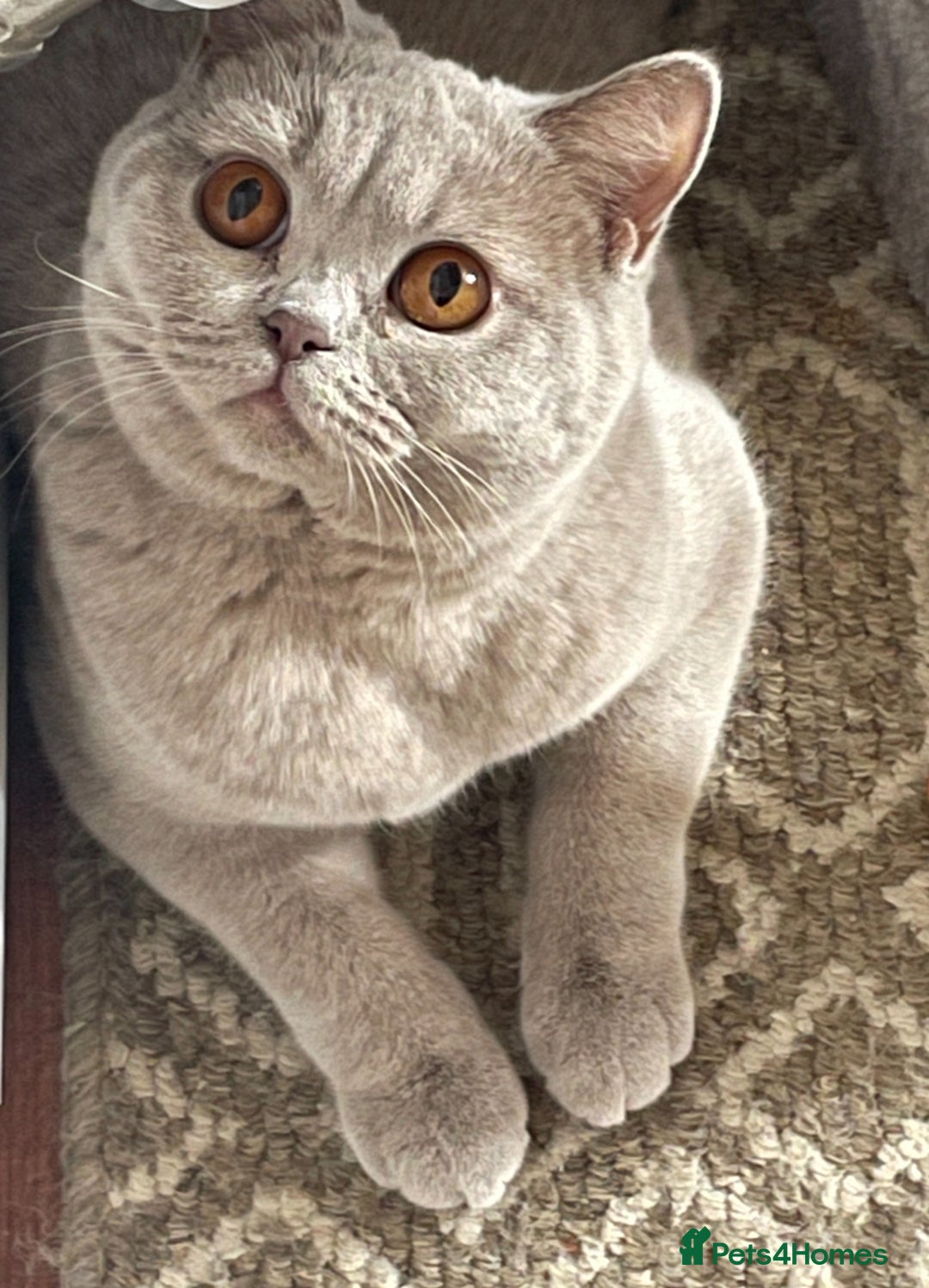 British Shorthair cats for sale: Rehoming Our Precious British Shorthair Cats - Advert 13