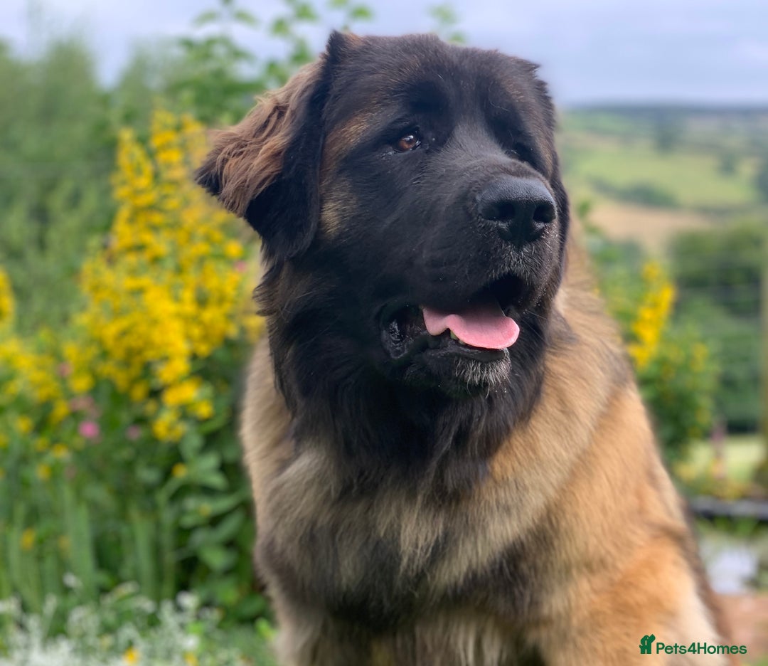 Gallery Image {{count}}