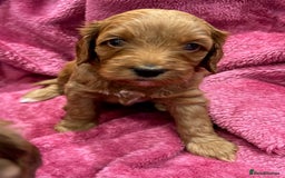 Cockapoo dogs for sale: Beautiful F3 cockapoo puppies 🩷🩷🩷💙 - Image 1