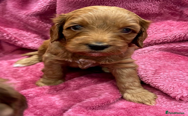 Cockapoo dogs - Advert 3