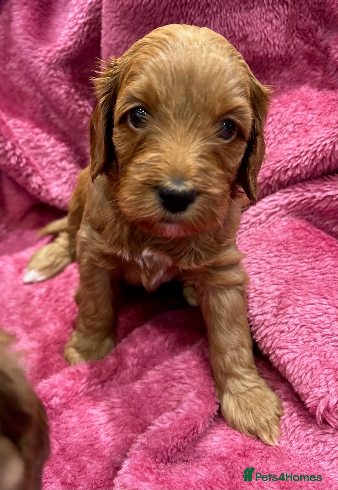 Cockapoo dogs for sale: Beautiful F3 cockapoo puppies 🩷🩷🩷💙 - Image 1