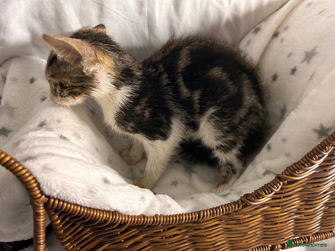 Bengal cats for sale: Bengal kittens ready now - Image 32