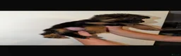 German Shepherd dogs for sale: German Shepard puppies  - Advert 10
