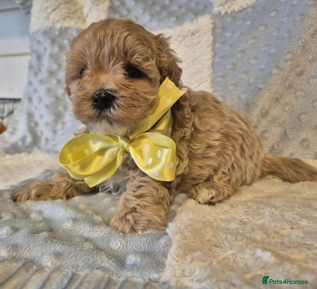 Maltipoo dogs for sale: Adorable very small maltipoo puppies 🐶❤️ - Advert 7