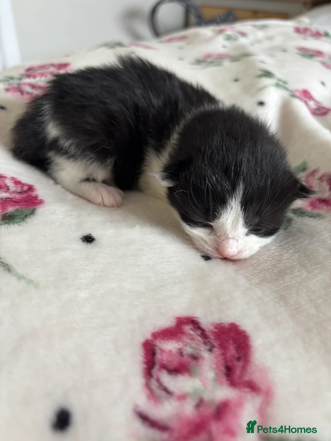 Mixed Breed cats for sale: 4 Gorgeous Fluffy Kittens - Advert 6