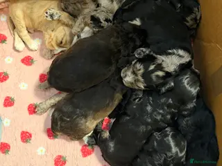 Cockapoo dogs F1 Cockapoo Puppies - Advert 5