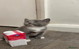 Russian Blue cats for sale: Kitchens  - Image 4