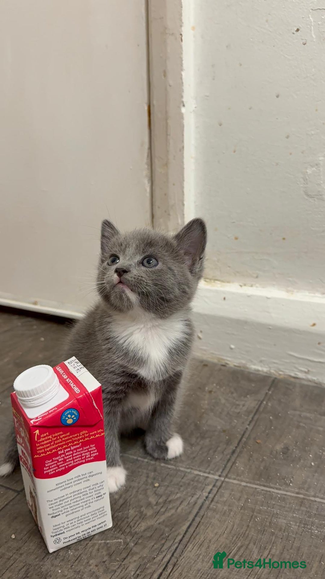 Russian Blue cats for sale: Kitchens  - Image 4