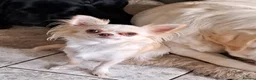 Chihuahua dogs for sale: Chihuahua  - Advert 1