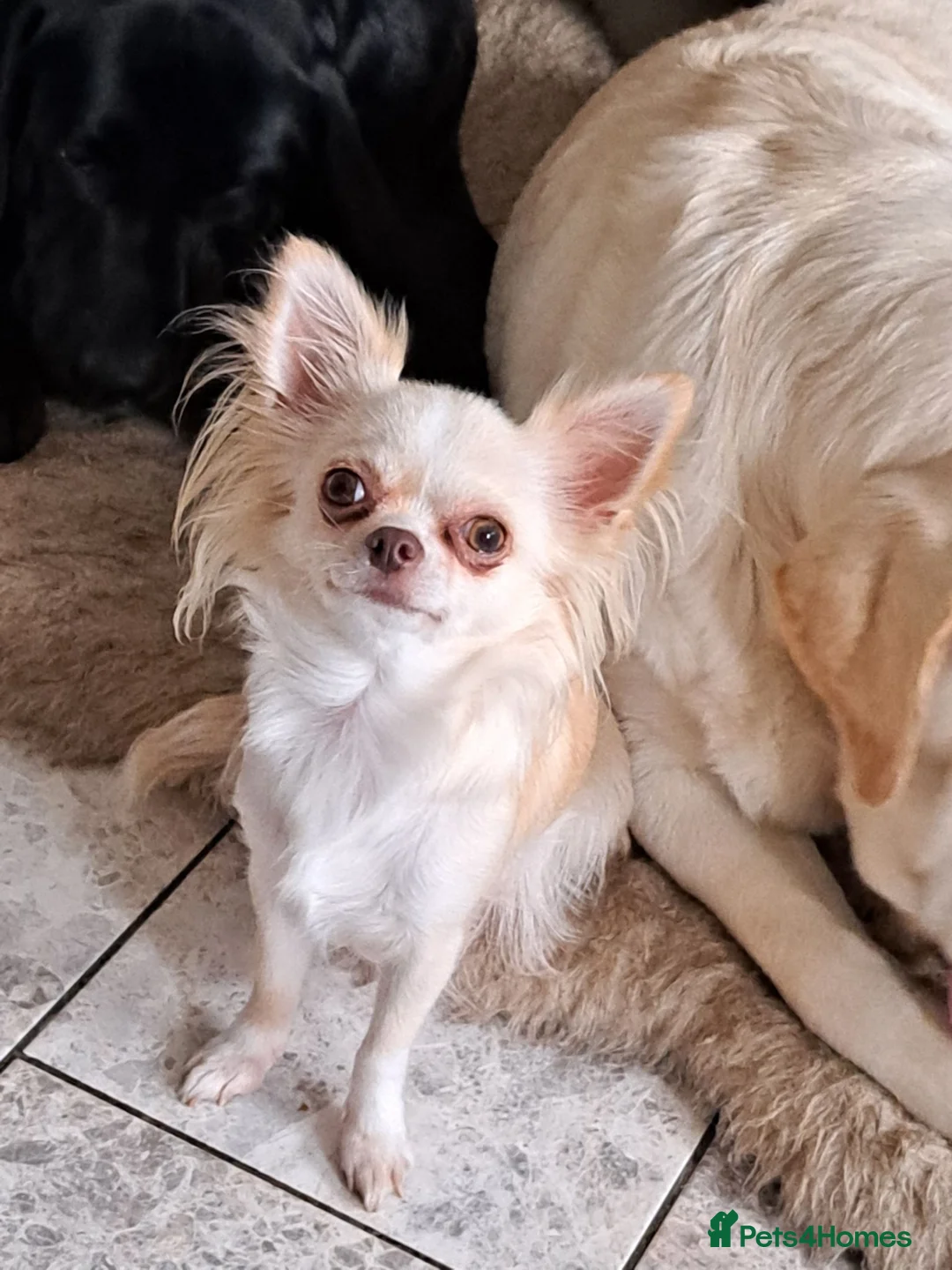 Chihuahua dogs for sale: Chihuahua  - Advert 1