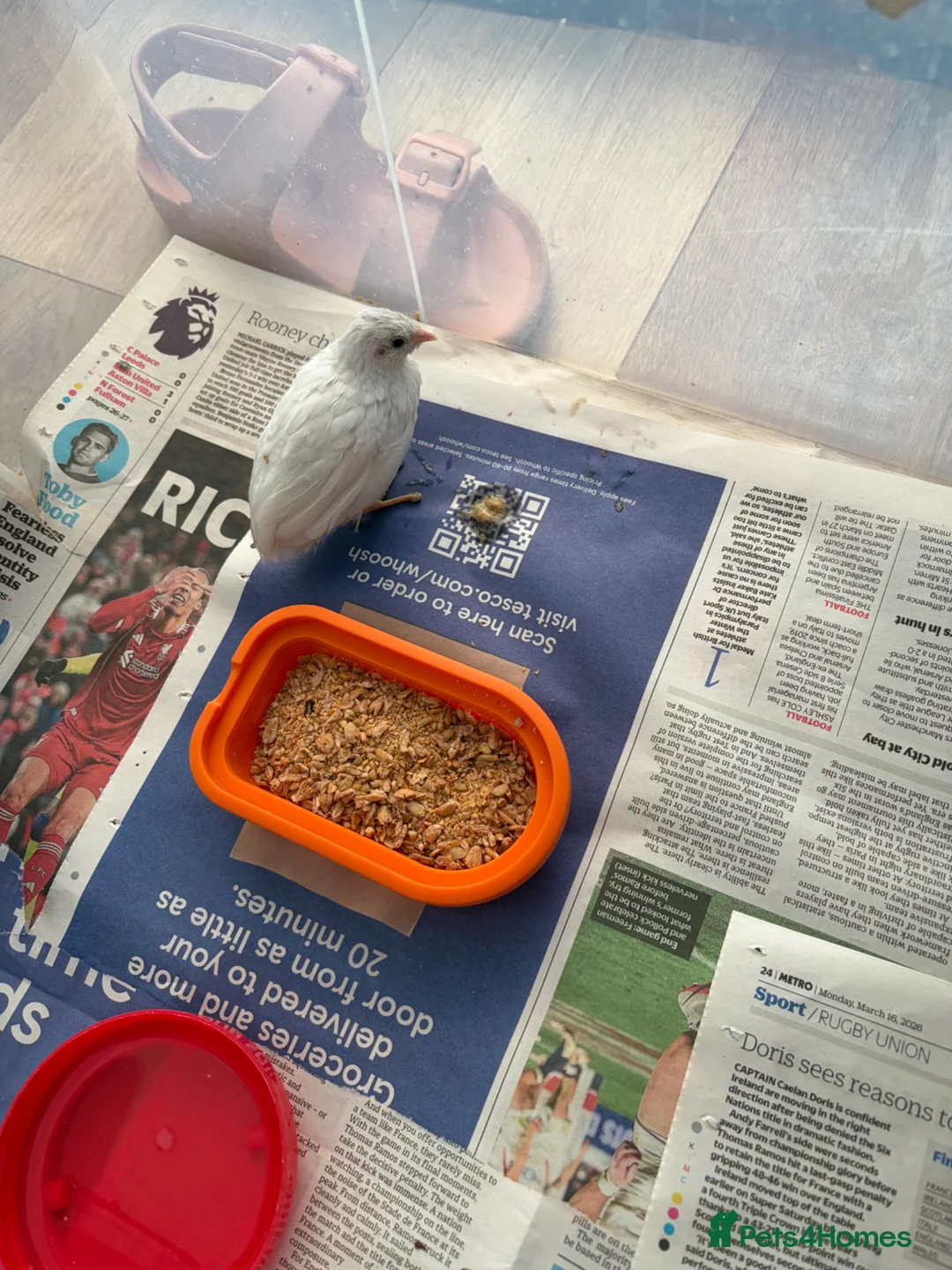Mixed Breed birds for sale: 2 Button Quails for (6 weeks old) in Uxbridge - Advert 2